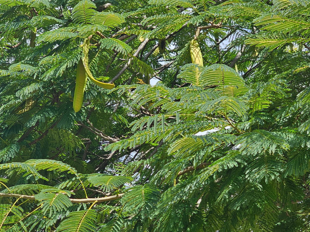 Dominica Botanic Gardens-罗索必去景点