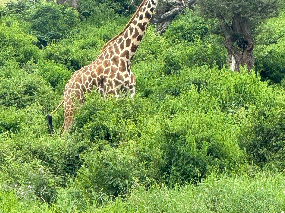KingTomondo Safaris Kenya景点图片