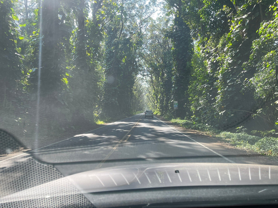 Tree Tunnel-可洛亚必去景点