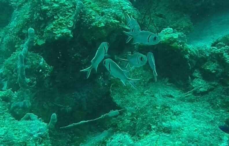 The Diveshop Curacao-威廉斯塔德必去景点