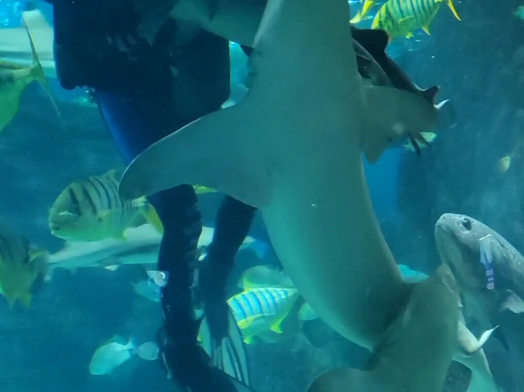Sochi Discovery World Aquarium-Kurortny Gorodok必去景点