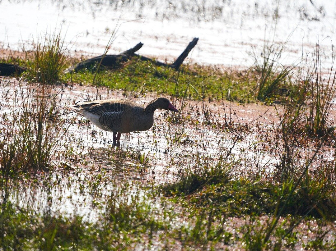 Sultanpur National Park景点图片