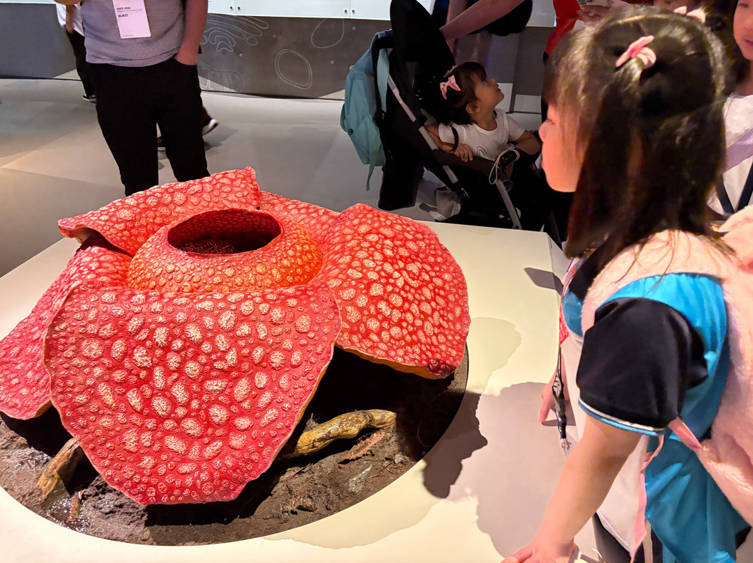 Lee Kong Chian Natural History Museum-新加坡必去景点