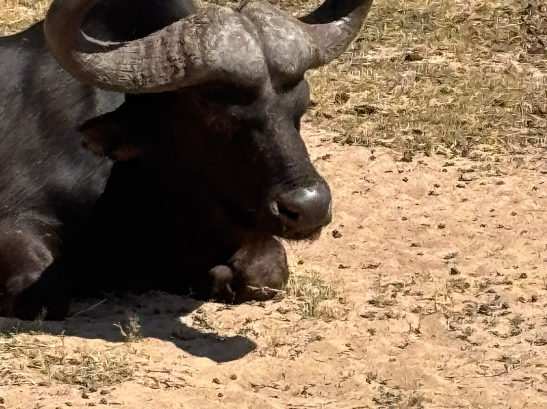 Buffelsfontein Game & Nature Reserve - Day Tours景点图片