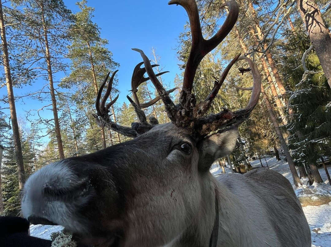 Nuuksio Reindeer Park-埃斯波必去景点