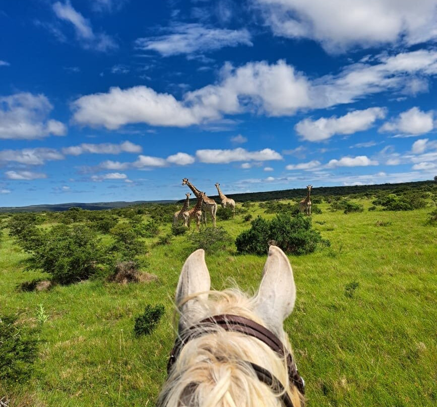 Beachcomber Horse Trails-Kenton-on-Sea必去景点
