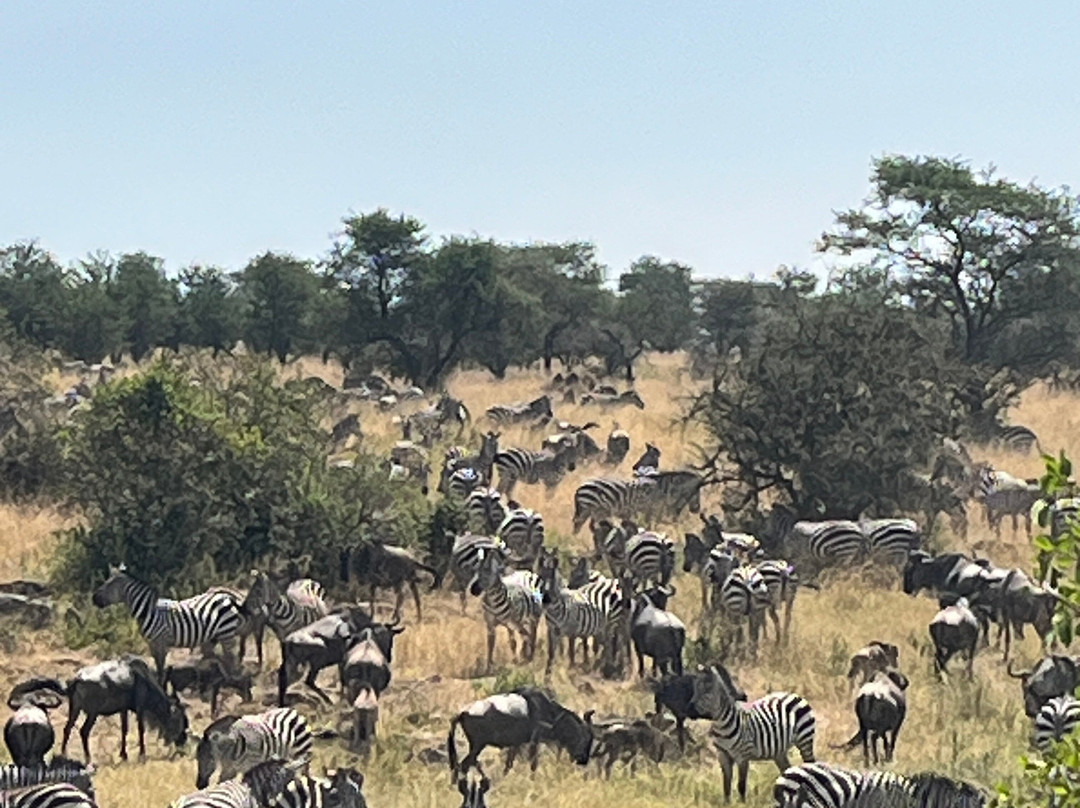 Go-Giraffe Safaris Limited-Dar es Salaam必去景点