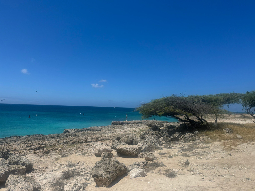 Malmok Beach-棕榈/鹰海滩必去景点
