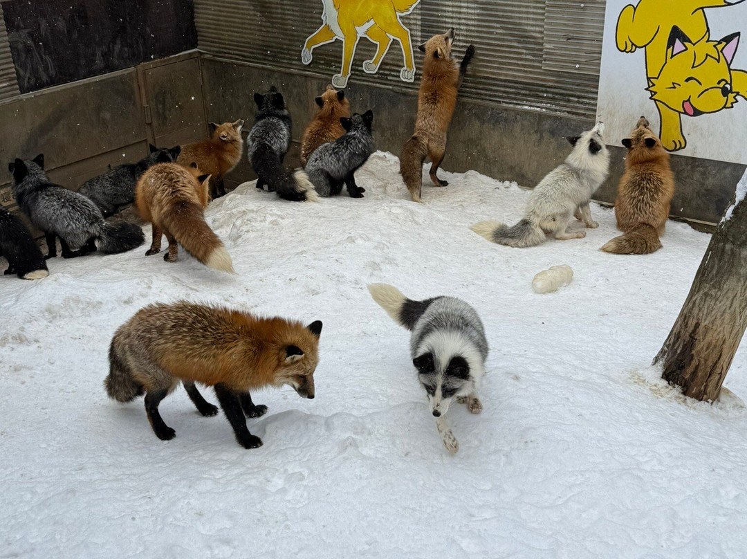 Miyagi Zao Fox Village-白石市必去景点