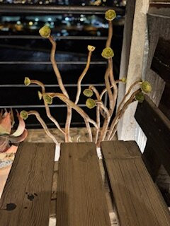 Casa Galos Hotel & Lofts主图