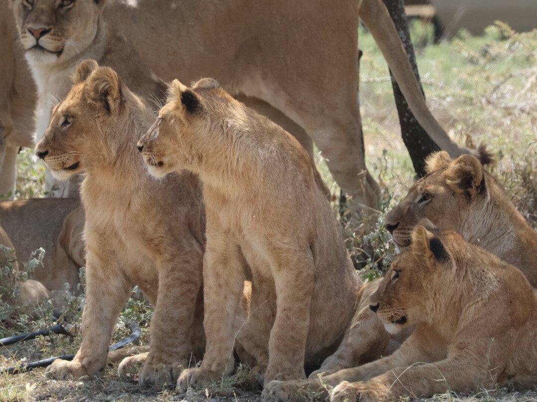Tanzania Pure Nature and Travel景点图片