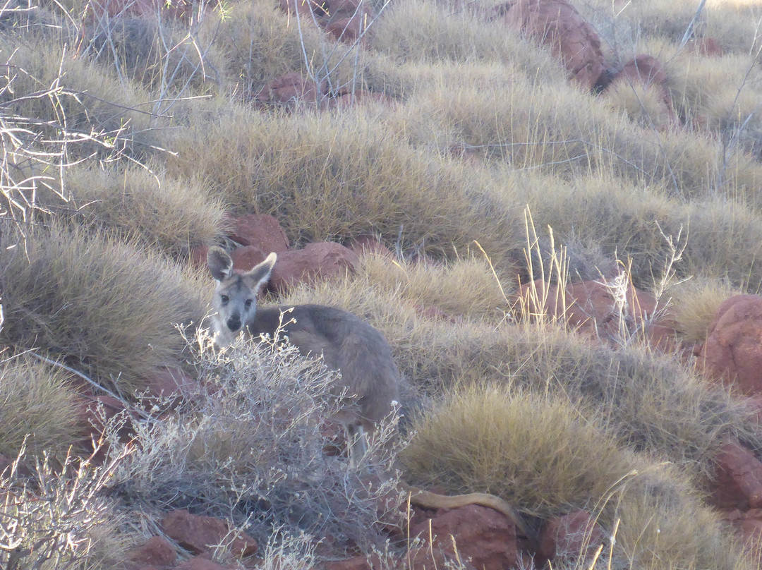 Organ Pipes-高勒山脉必去景点