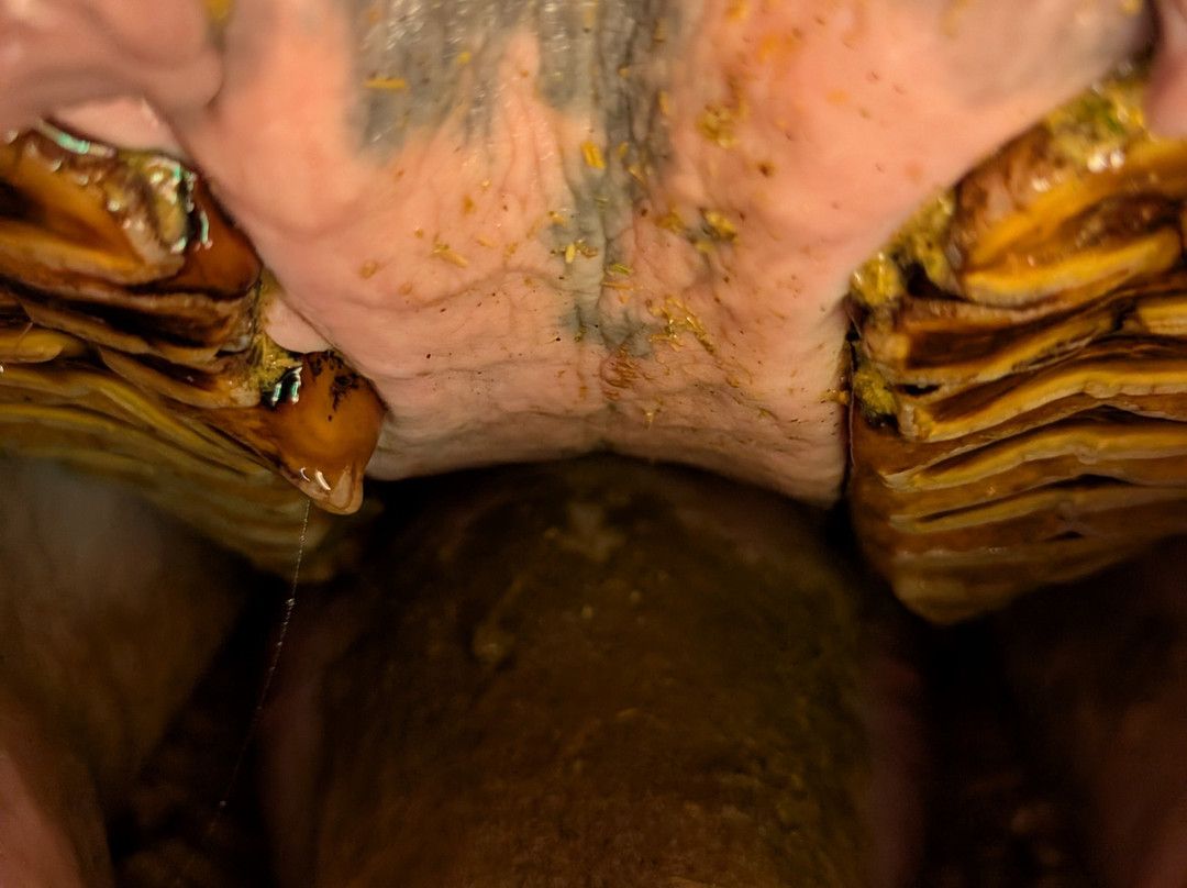 Elephant Sanctuary The Crags-The Crags必去景点