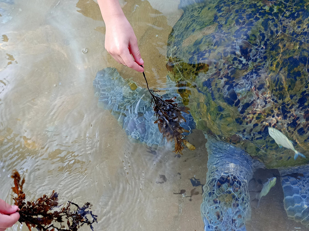 Turtle Beach-希克杜沃必去景点