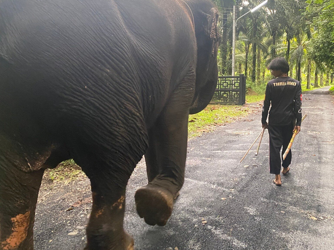 Phang Nga Elephant Park-攀牙必去景点
