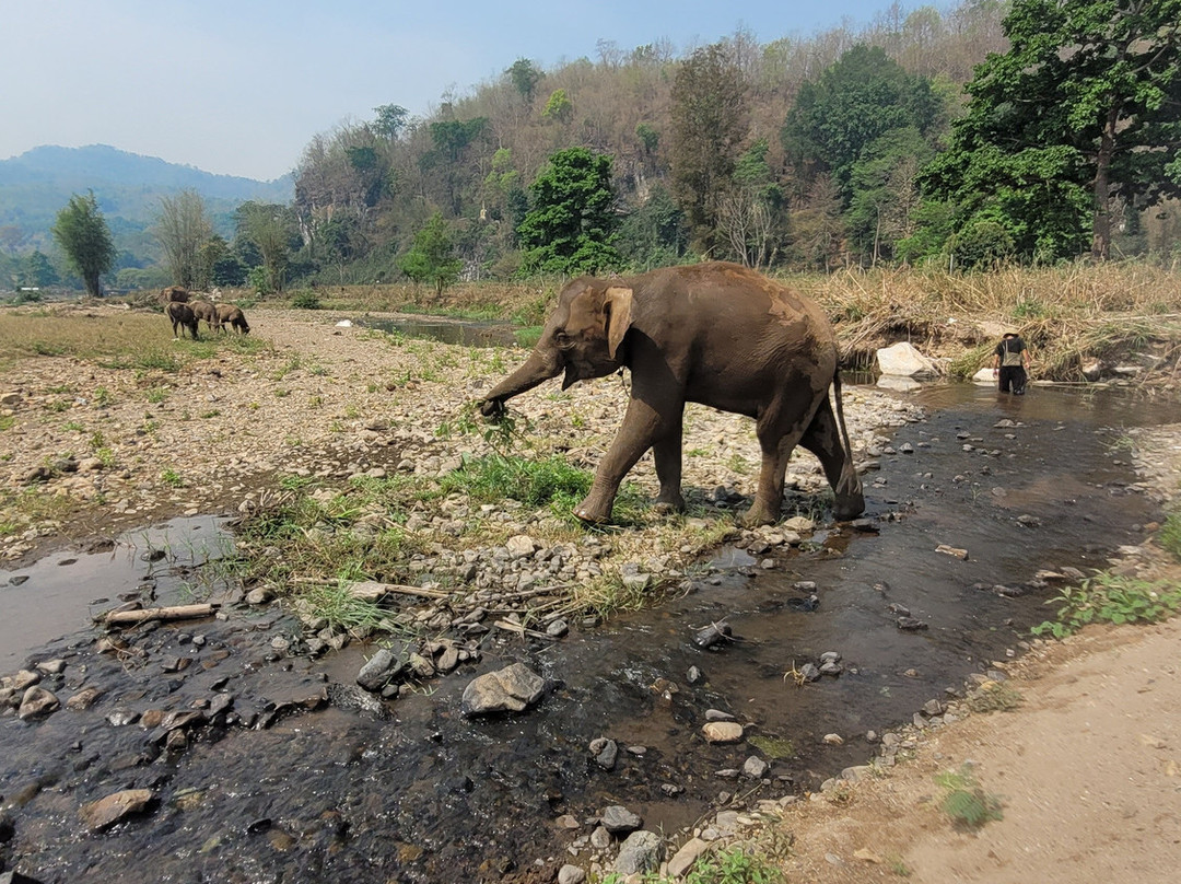 The North of Thailand Elephant Camp-清迈必去景点