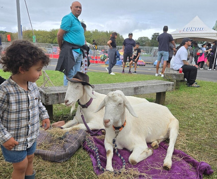 Auckland & Beyond Tours-奥克兰中心地区必去景点