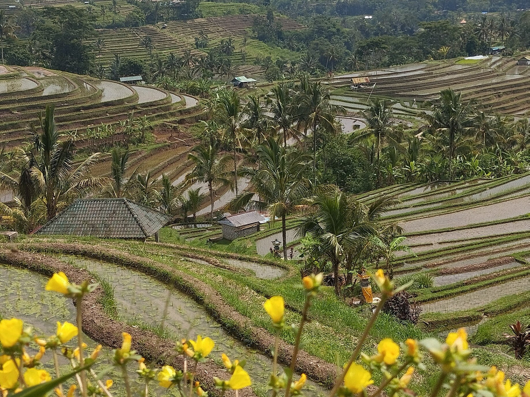 Jatiluwih Cycling Tour By Easy Bali Cycling-达巴南必去景点