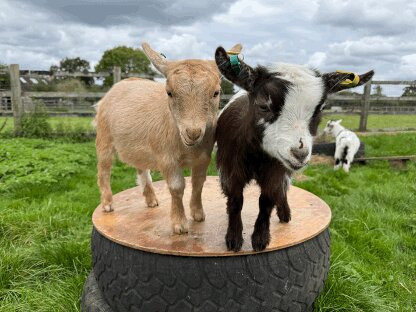Little Goats At Brockenhurst景点图片