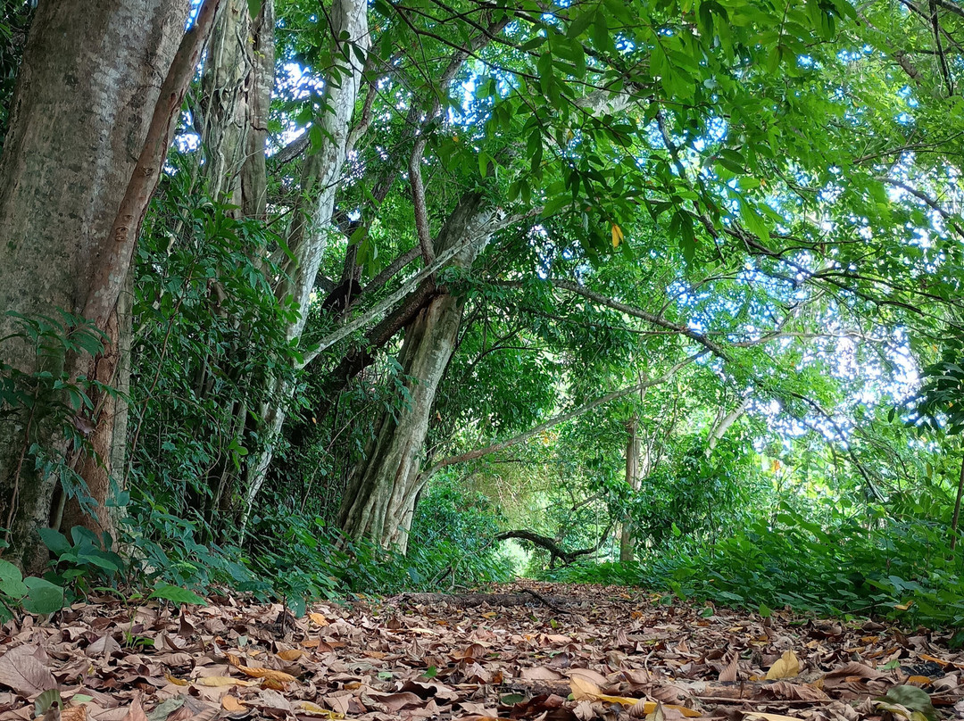Jardim Botânico - Benjamin Maranhão-Joao Pessoa必去景点