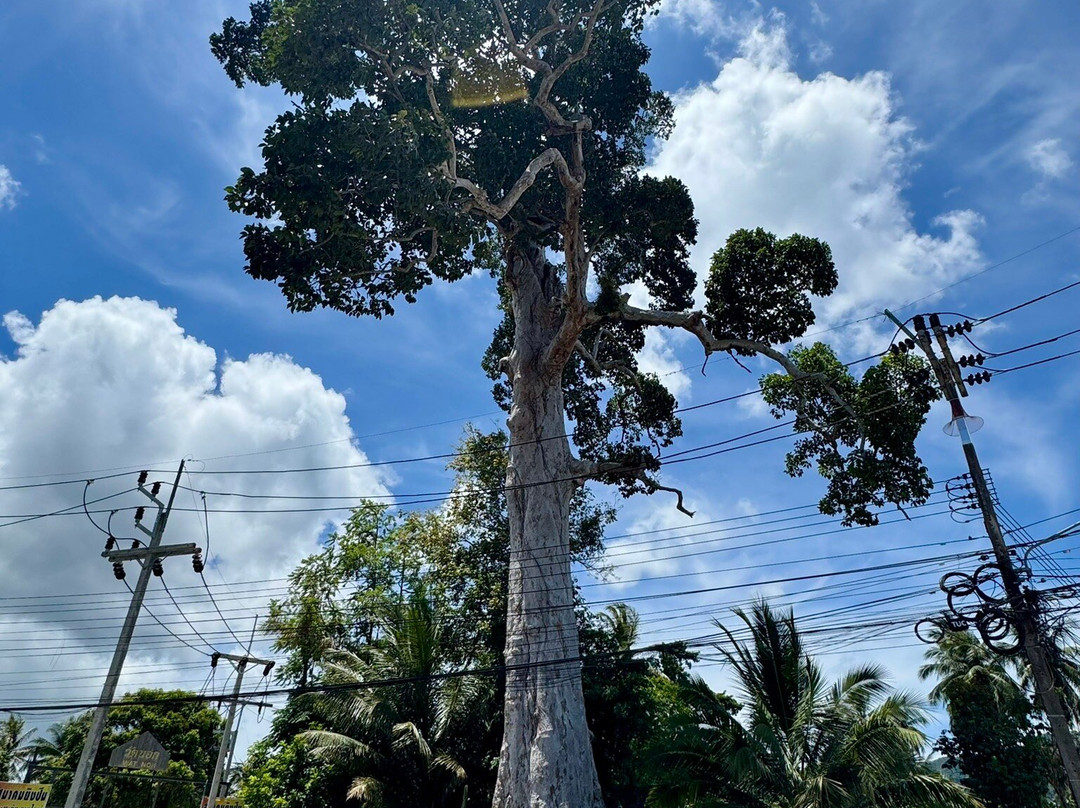 Yang Na Yai Tree-Baan Tai必去景点