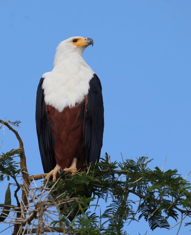 Safari Support Services Limited-卡巴莱必去景点