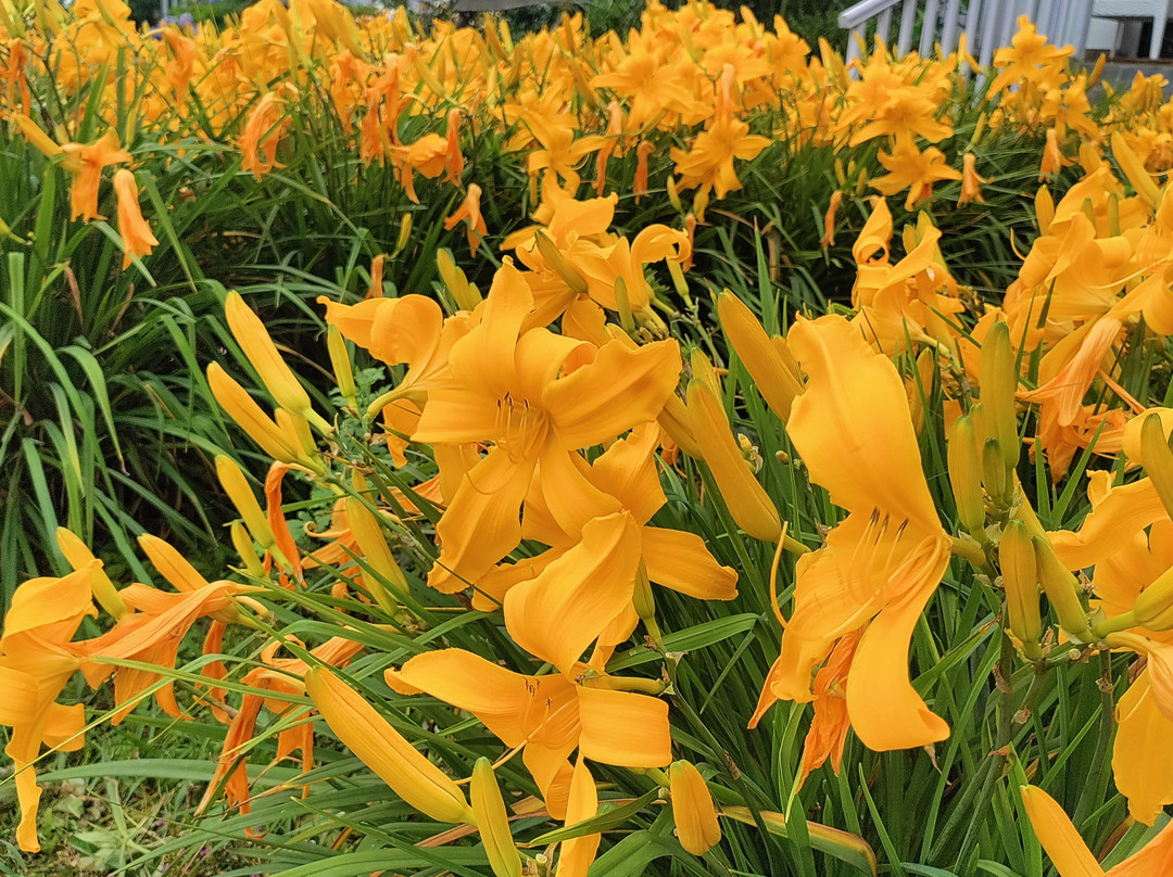 The Temi Bungalow, Eco Adventure Resorts主图