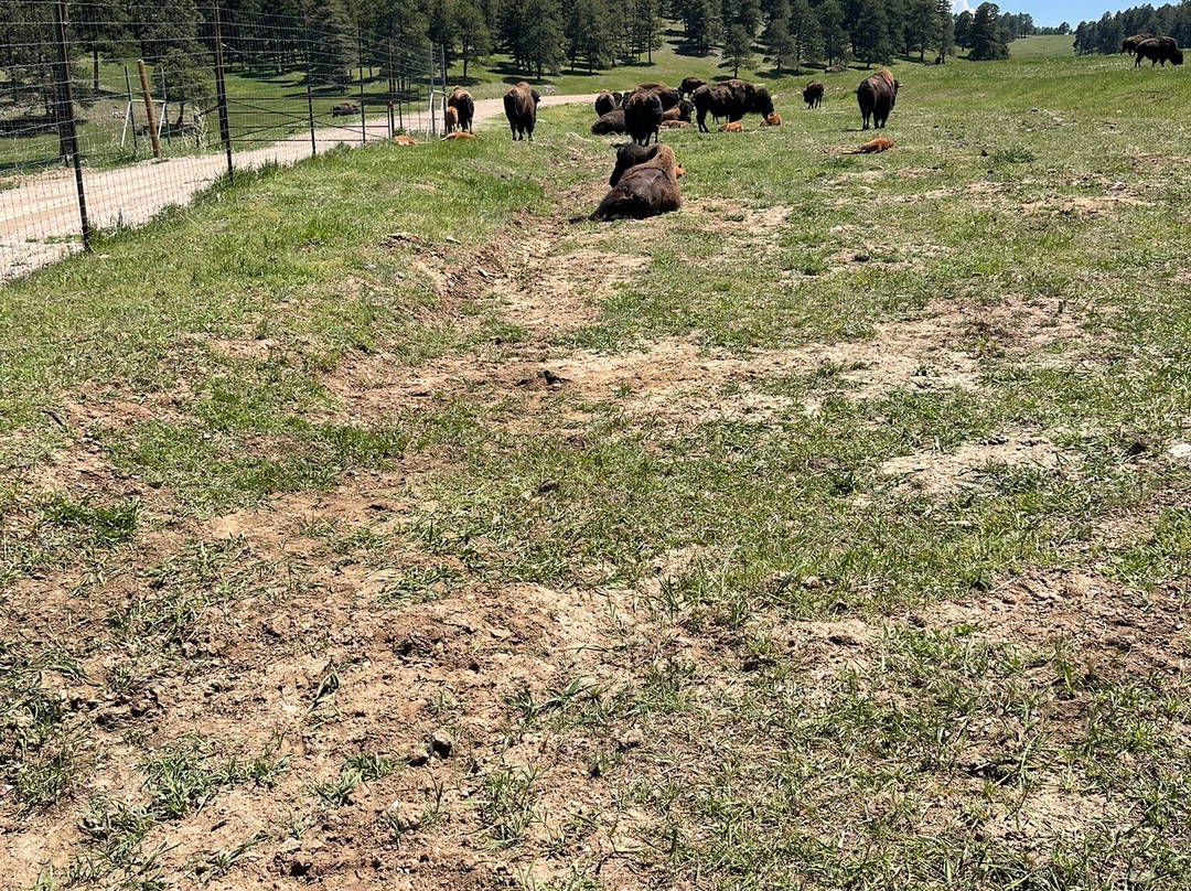 Genesee Park-丹佛必去景点