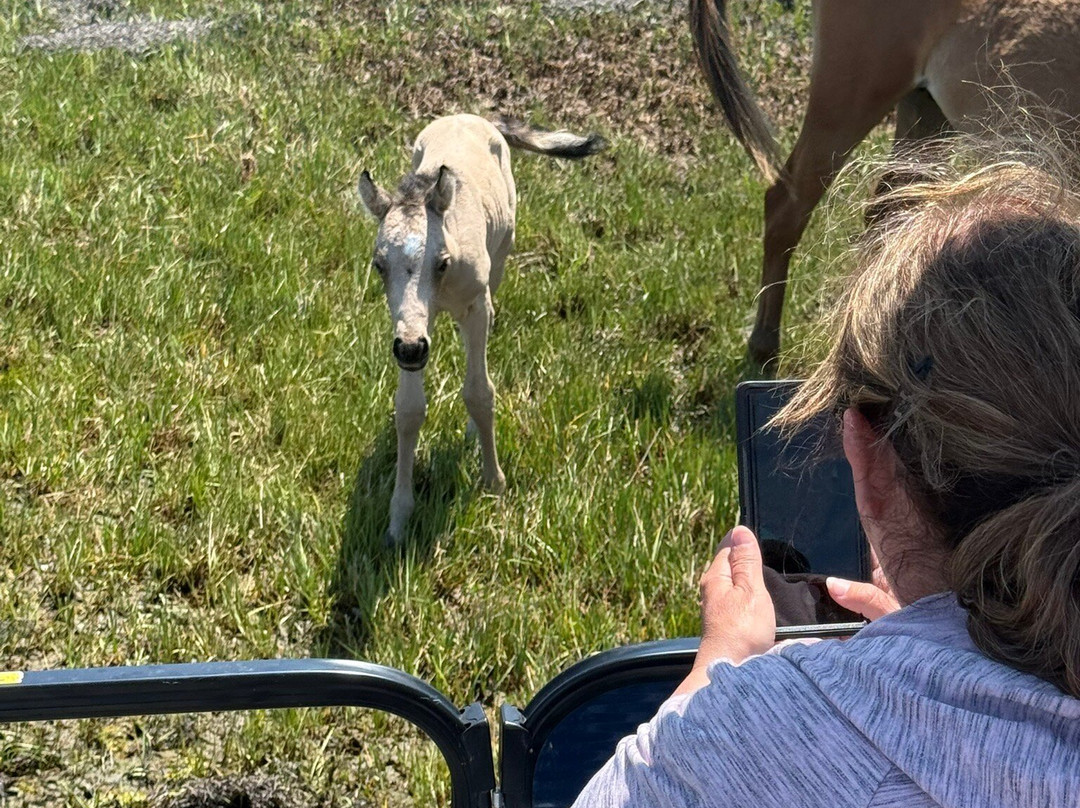Up The Bay Pony Tours-钦科蒂格岛必去景点