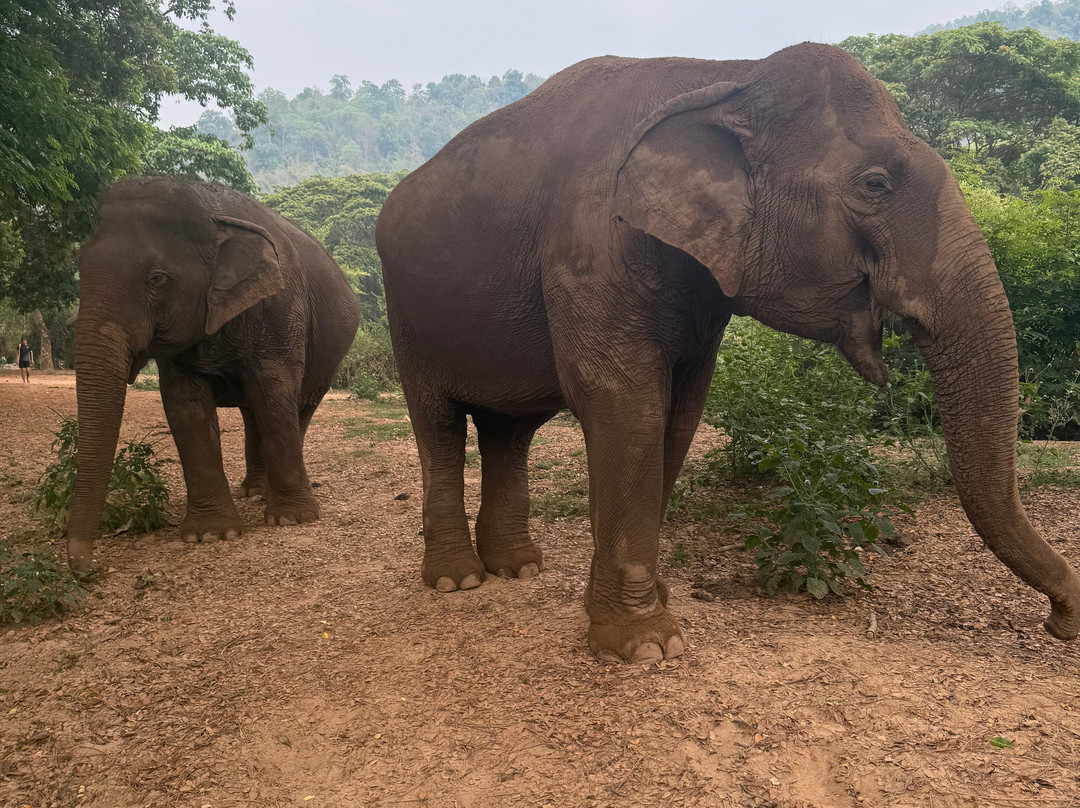 Care for Elephants-清迈必去景点