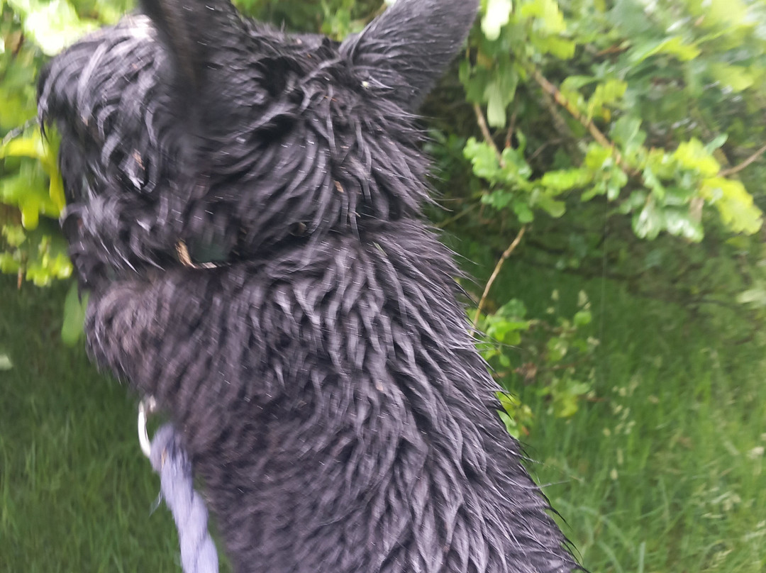 Poppywood Alpacas景点图片