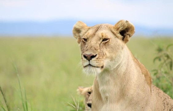 African Hartebeest Safaris-内罗毕必去景点