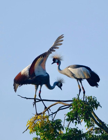 Birding and Educational Tours Rwanda-吉佳利必去景点