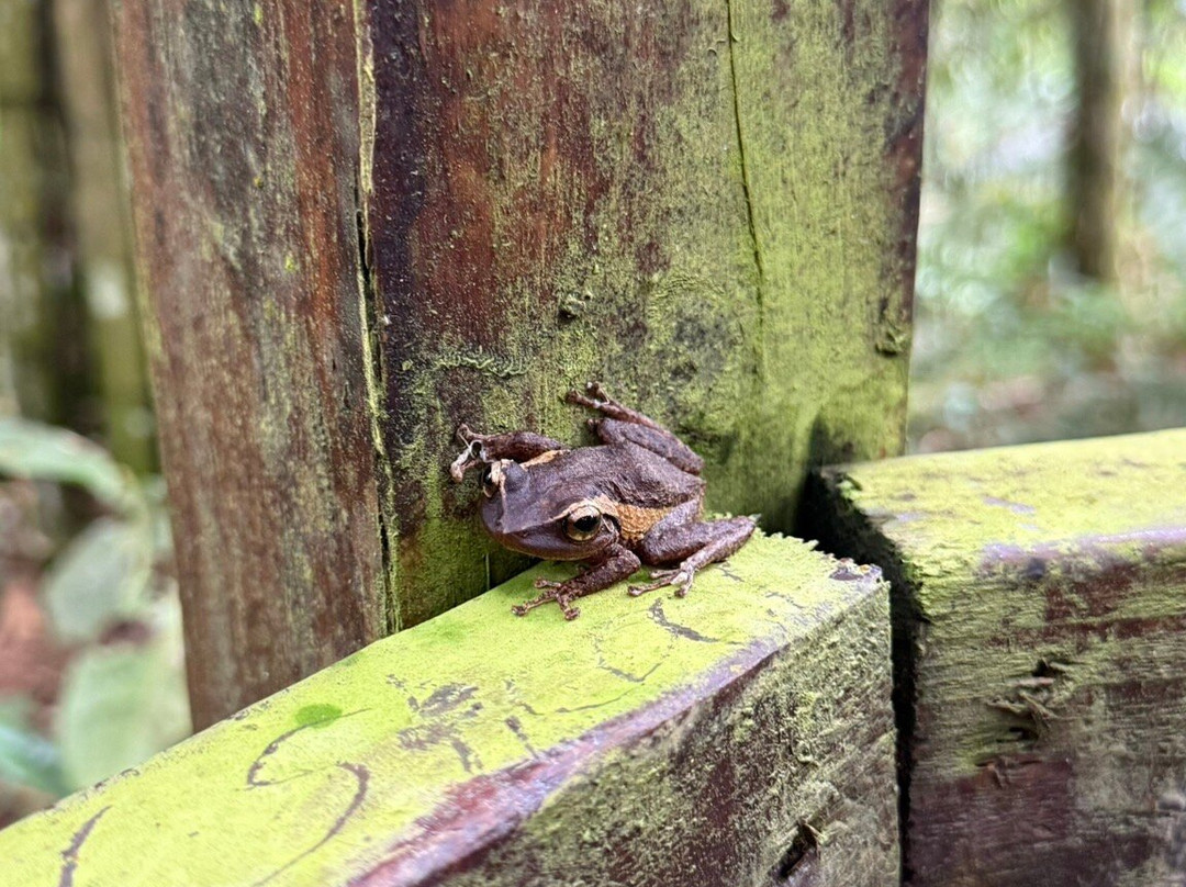 El Yunque Tours-Rio Grande必去景点