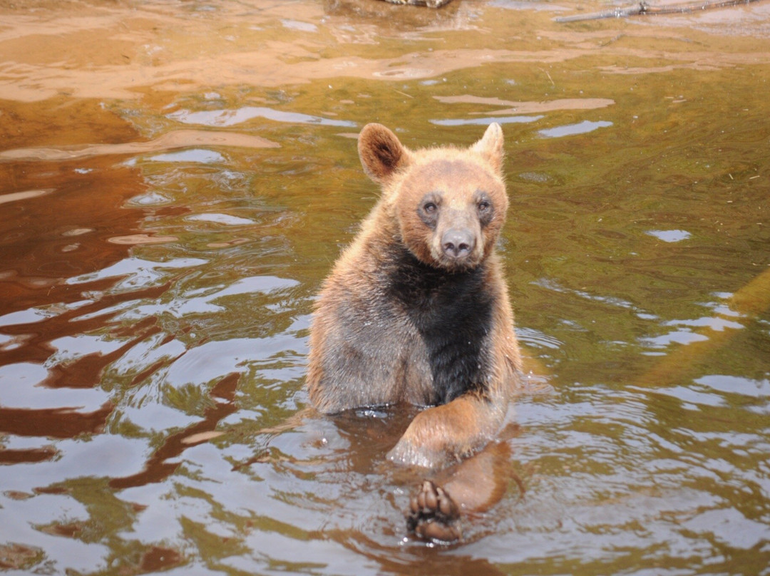 Oswald's Bear Ranch-Newberry必去景点