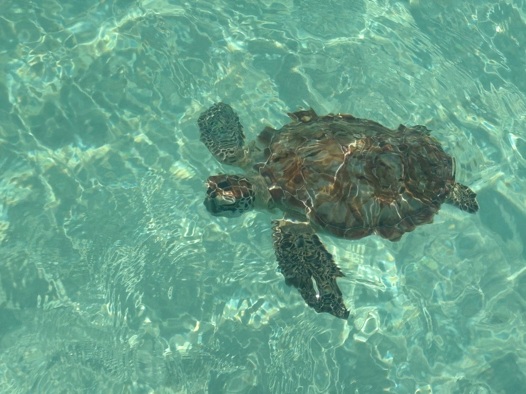 Spanish Wells SeaVentures Excursions | Harbour Island, Eleuthera, Bahamas Guide-Spanish Wells必去景点