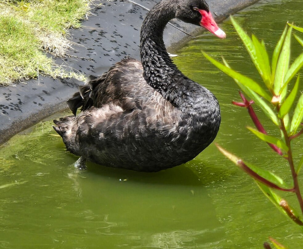 帕奈瓦热带雨林动物园-希洛必去景点