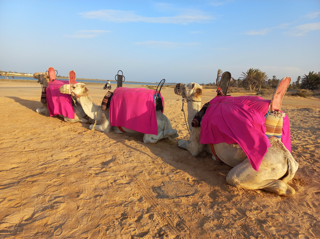 Hotel Al Jazira主图