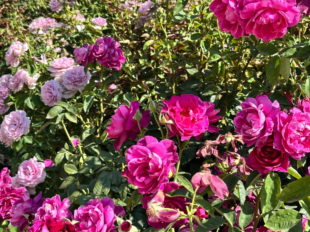 University Park World Peace Rose Garden-斯托克顿必去景点