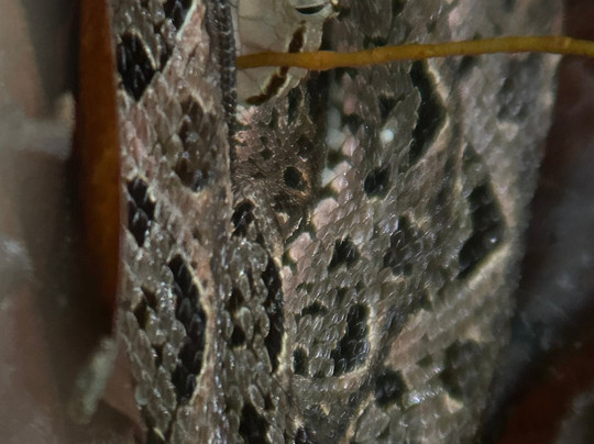 Manuel Antonio AdvenTour-哥斯达黎加安东尼奥国家公园必去景点