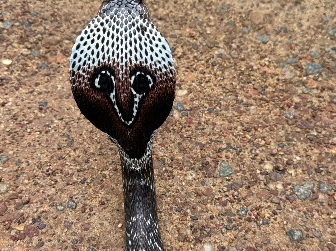 Snake Farm Weligama (Traditional Farm)-瓦勒迦玛必去景点