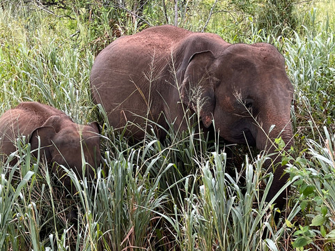 Ceylon Nature Hub-Ja Ela必去景点