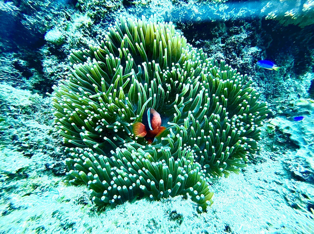 Seaquest潜水中心-塔拉瓦环礁必去景点