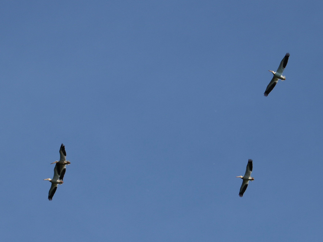 Barkhausen Waterfowl Preserve-Suamico必去景点