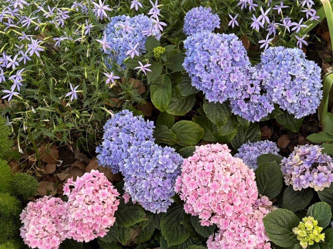 The Bark - An Art Hotel主图