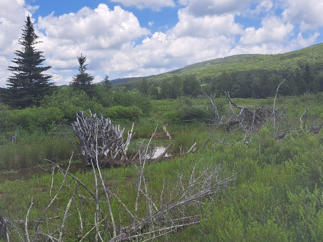 Canaan Valley National Wildlife Refuge-戴维斯必去景点