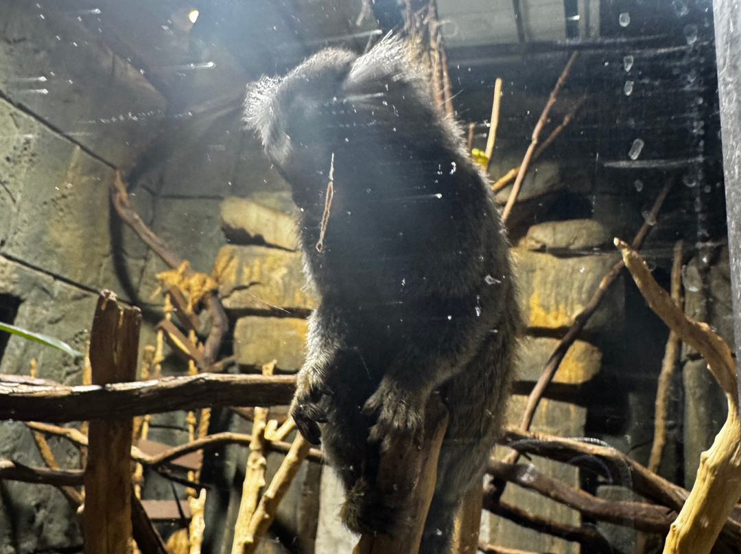 Arcade City Gatlinburg-盖林柏格必去景点