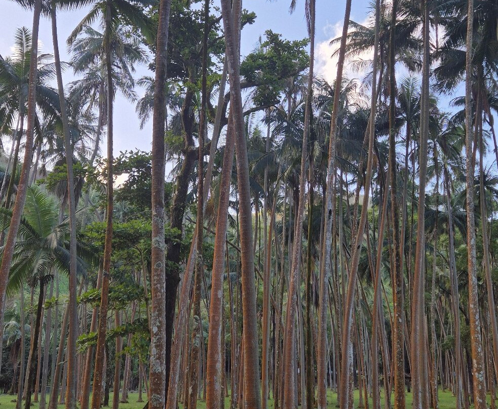 Anse Des Cascades-圣罗斯必去景点