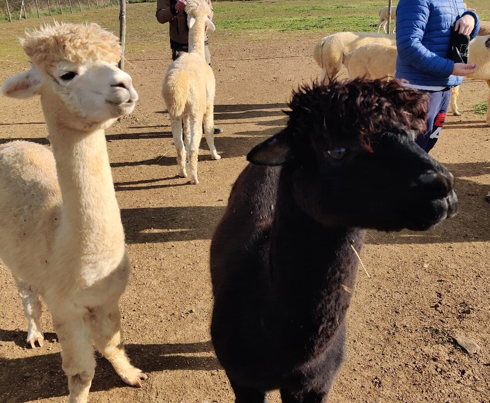 Albus Alpacas-Sasso d'Ombrone必去景点