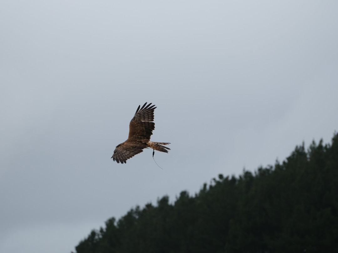 展翼国家猎鹰中心-侬格塔哈必去景点